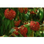 Viburnum rhytidophyllum - Sneeuwbal