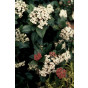 Sneeuwbal - Viburnum tinus