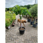 Ficus carica - Vijg op stam