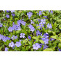 Vinca minor - maagdenpalm - Plantmat Covergreen®