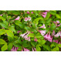 Weigela florida Alexandra - Weigelia