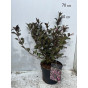 Weigela florida foliis Purpureis