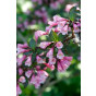 Weigelia flor. Nana Purpurea - Weigela