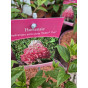 Hydrangea pan. Petite Flori - Pluimhortensia