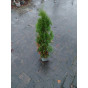 Thuja occ. Brabant - Partij coniferen
