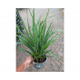 Yucca filamentosa - Palmlelie