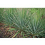 Yucca glauca - Palmlelie