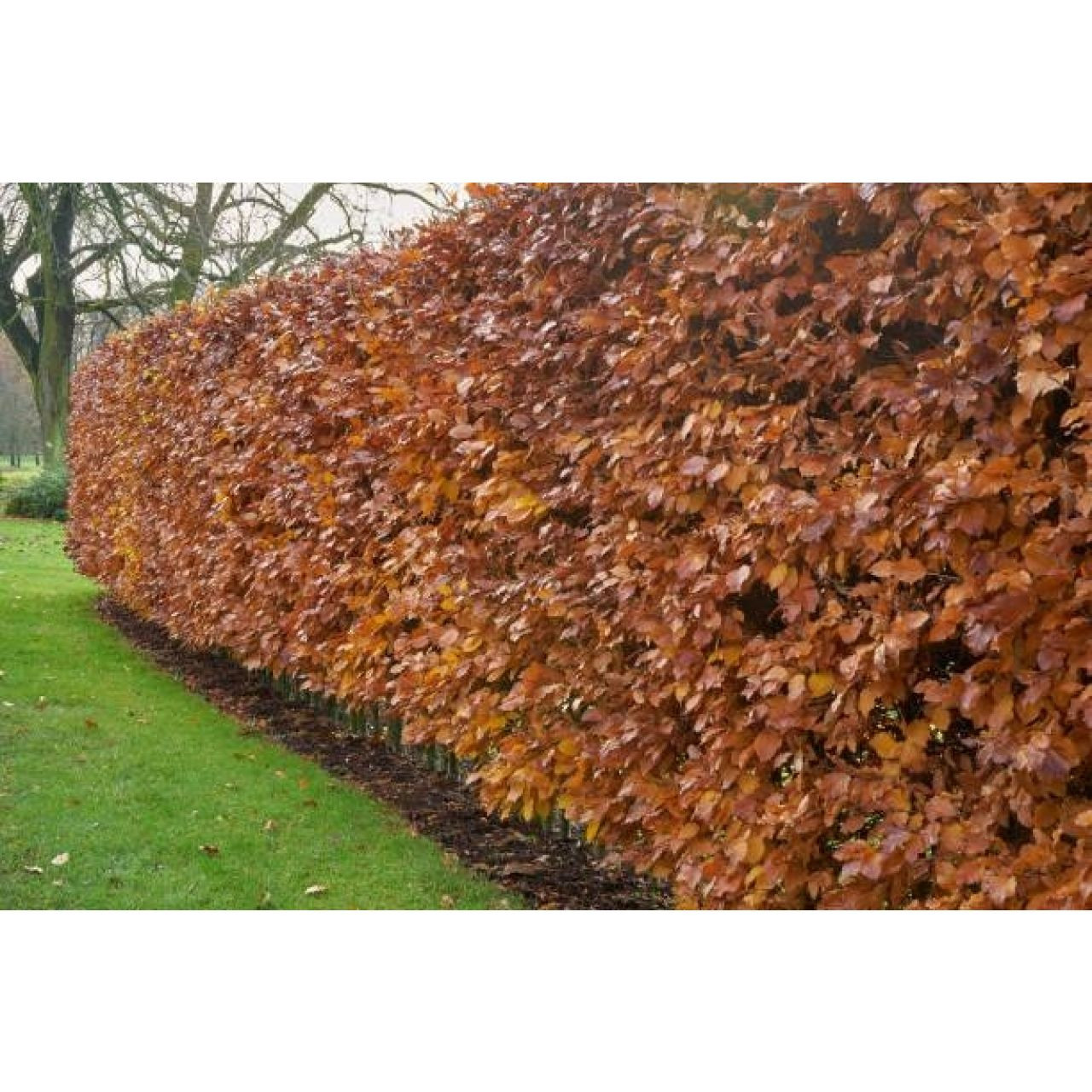 emulsie collegegeld door elkaar haspelen Groene Beukenhaag kopen | Fagus Sylvatica | Kwekerij Klein - Kwekerij Klein