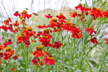 Plantpakket Rijkbloeiend 2 - 3.5-4m2