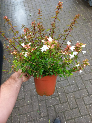 Abelia grandiflora