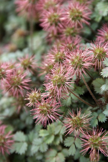 Acaena microphylla - Stekelnootje