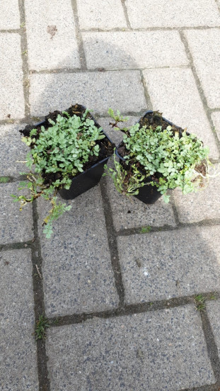 Acaena buchananii - Stekelnootje
