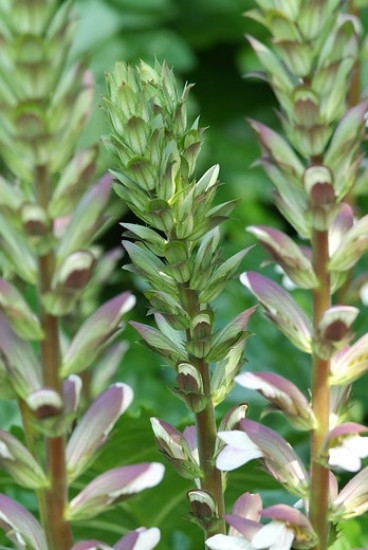 Acanthus mollis - Bereklauw