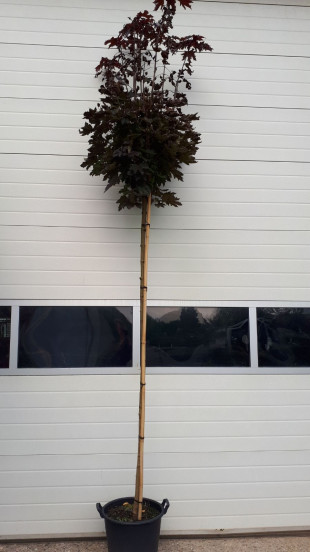 Acer platanoides 'Crimson Sentry' - Rode Bolesdoorn