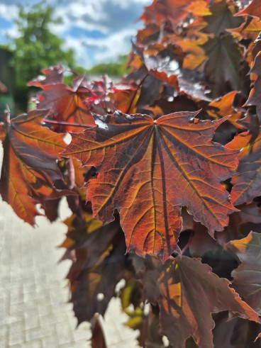 Acer plat. Crimson Sentry - Rode Noorse esdoorn
