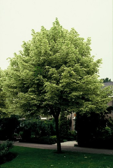 Acer platanoides 'Drummondii - Noorse esdoorn - boom