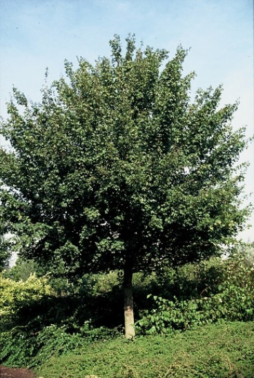 Acer campestre 'Elsrijk' - Veldesdoorn - boom
