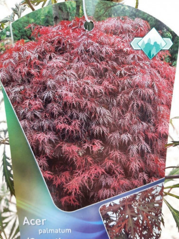 Acer pal. Garnet | Japanse Esdoorn