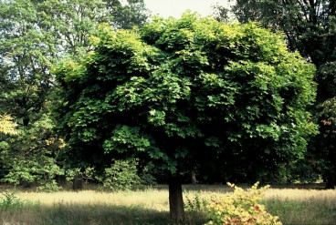 Acer platanoides 'Globosum' - Bolesdoorn