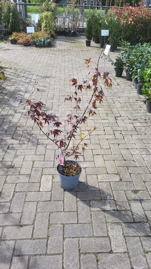 Acer pal. Atropurpureum - Japanse esdoorn