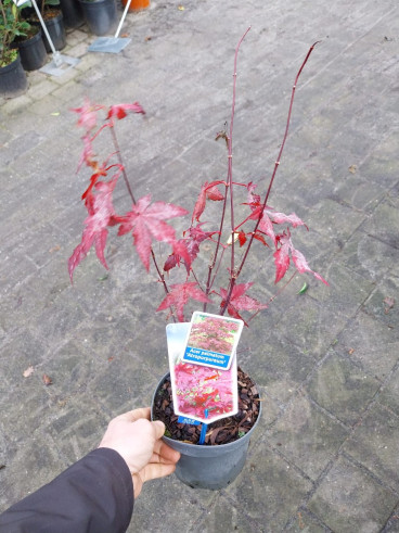 Acer pal. Atropurpureum - Japanse esdoorn