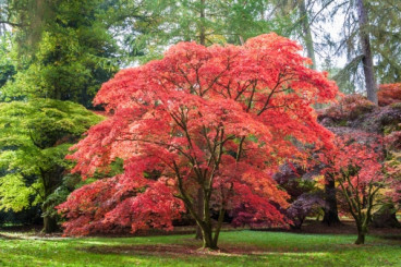 Acer palmatum | Japanse Esdoorn