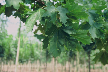 Acer platanoides | Noorse esdoorn