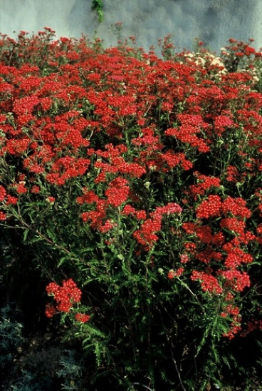 Achillea Paprika - Duizendblad - 