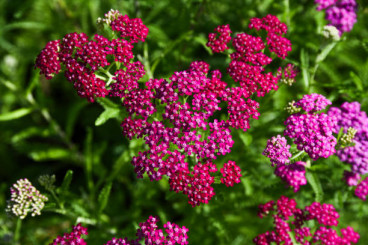 Achillea Tutti Frutti Pomegranate