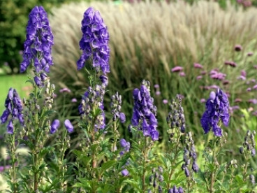 Aconitum carm. 'Arendsii' - Monnikskap