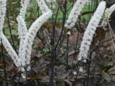 Actaea simplex Brunette - Zilverkaars