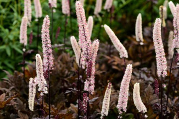 Actaea simplex Pink Spike - Zilverkaars