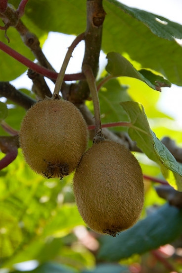 Actinidia deliciosa 'Jenny' Zelfbestuivende kiwi