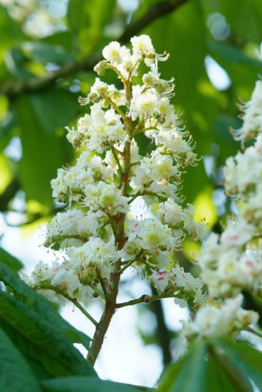 Aesculus hippocastanum - witte paardenkastanje - boom