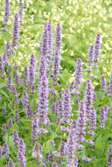 Agastache 'Black Adder' - Dropplant - 