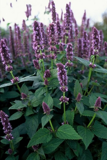 Agastache 'After Eight' - Dropplant