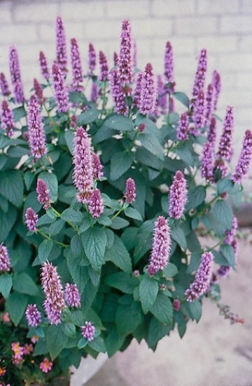 Agastache mex. 'Red Fortune' - Dropplant