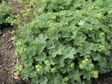 Alchemilla erythropoda - Vrouwenmantel - 