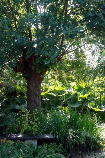 Alnus glutinosa - zwarte els - boom