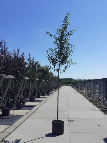 Amelanchier lamarckii - Krentenboom - boom