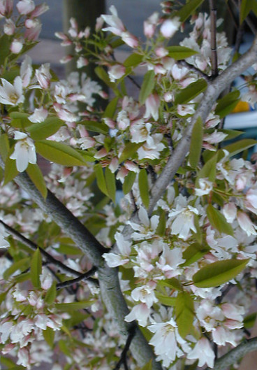 Amelanchier lamarckii - Krent