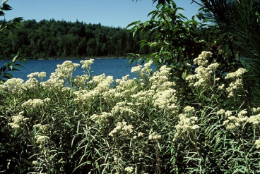Anaphalis margaritacea - Prachtrozenkransje