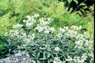 Anaphalis tripl. 'Sommerschnee' - Siberische Edelweiss