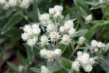 Anaphalis triplinervis - Siberische edelweiss