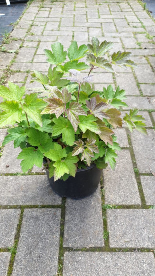 Anemone tom. Robustissima - Anemoon