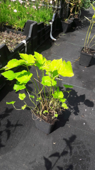 Anemone Rotkäppchen - Anemoon - 