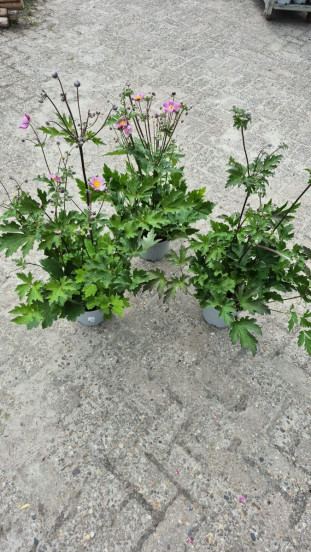 Anemone Köningin Charlotte - Anemoon