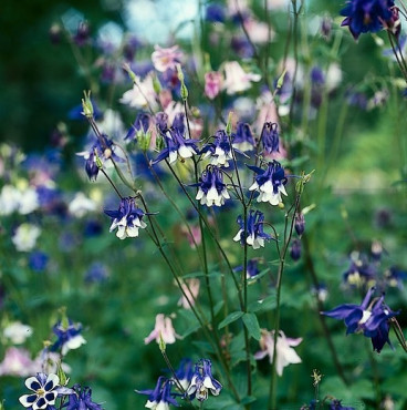 Aquilegia 'Biedermeier' - Akelei - 