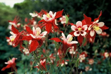 Aquilegia Crimson Star - Akelei - 