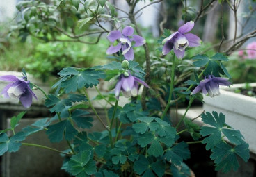 Aquilegia flabellata Ministar - Akelei - 